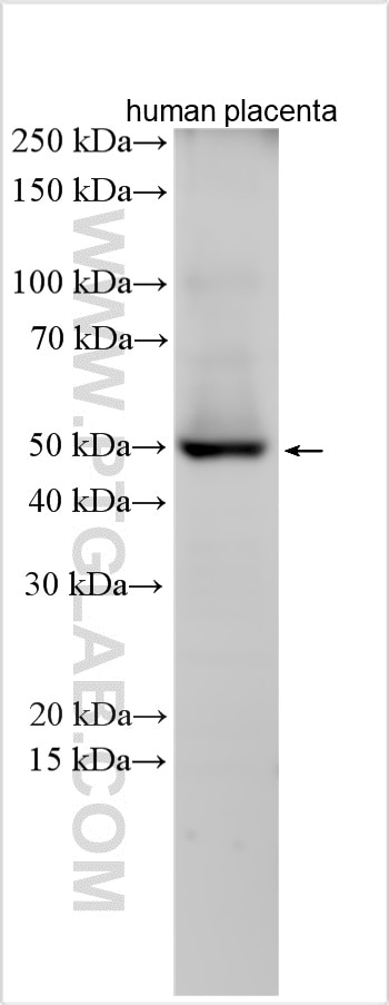 Western Blot (WB) analysis of various lysates using CDK15 Polyclonal antibody (17423-1-AP)