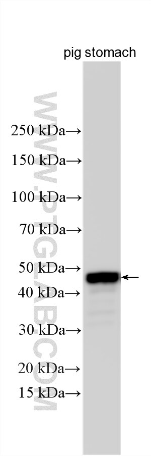 WB analysis using 33764-1-AP (same clone as 33764-1-PBS) Western Blot (WB) analysis of various lysates using PGA4 Polyclonal antibody (33764-1-AP)