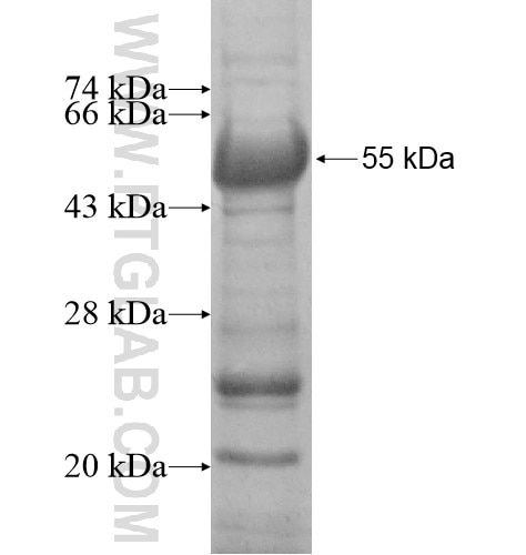 PGA5 fusion protein Ag11657 SDS-PAGE