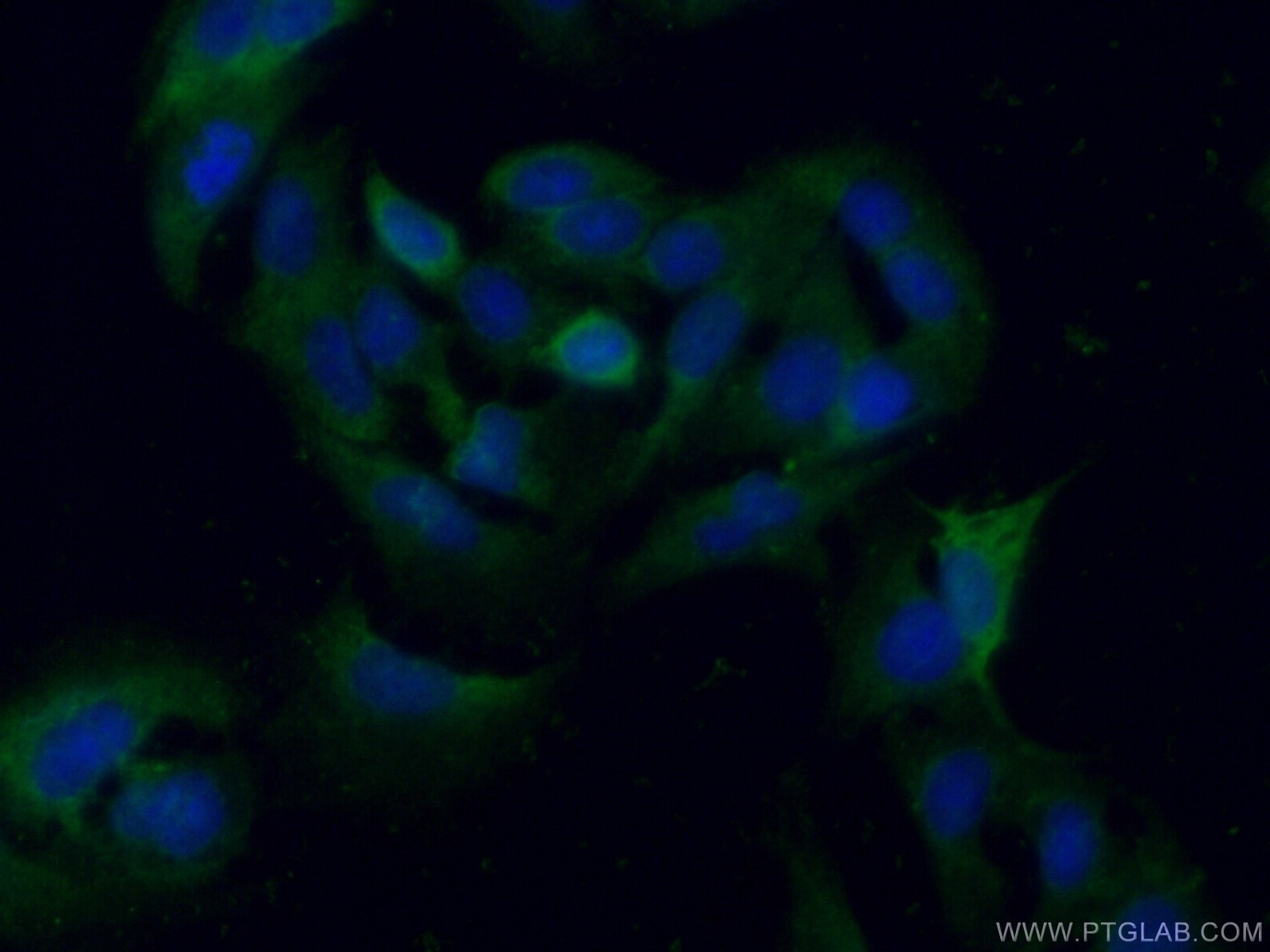 Immunofluorescence (IF) / fluorescent staining of A549 cells using PGAM1 Polyclonal antibody (16126-1-AP)