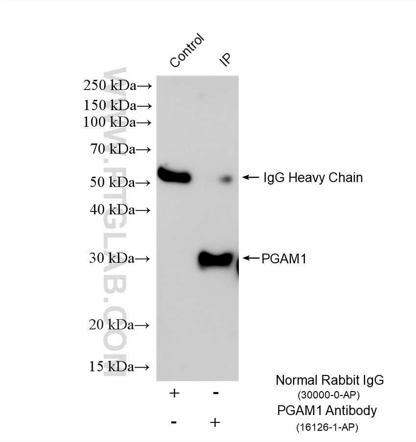 Immunoprecipitation (IP) experiment of HeLa cells using PGAM1 Polyclonal antibody (16126-1-AP)