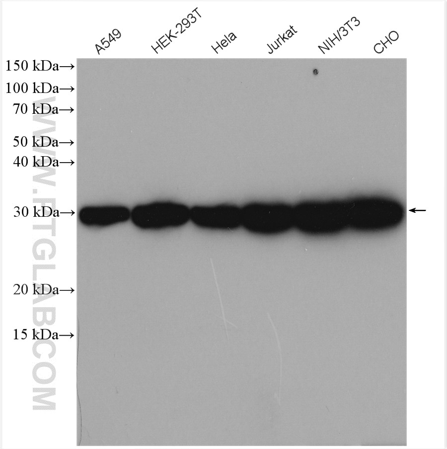 Western Blot (WB) analysis of various lysates using PGAM1 Polyclonal antibody (16126-1-AP)