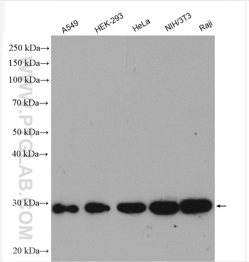 Western Blot (WB) analysis of various lysates using PGAM1 Polyclonal antibody (16126-1-AP)