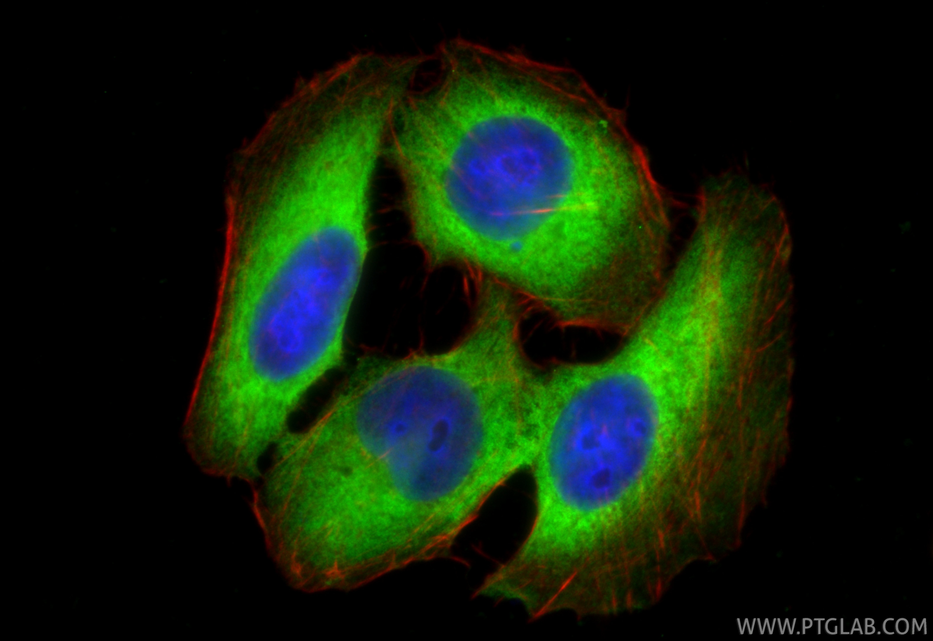 IF Staining of HepG2 using 67470-1-Ig Immunofluorescence (IF) / fluorescent staining of HepG2 cells using PGAM1 Monoclonal antibody (67470-1-Ig)