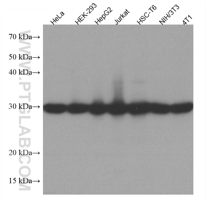 Western Blot (WB) analysis of various lysates using PGAM1 Monoclonal antibody (67470-1-Ig)
