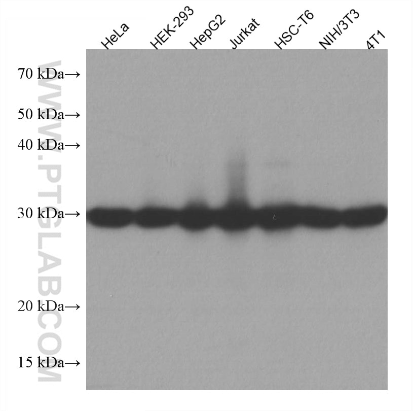 WB analysis using 67470-1-Ig
