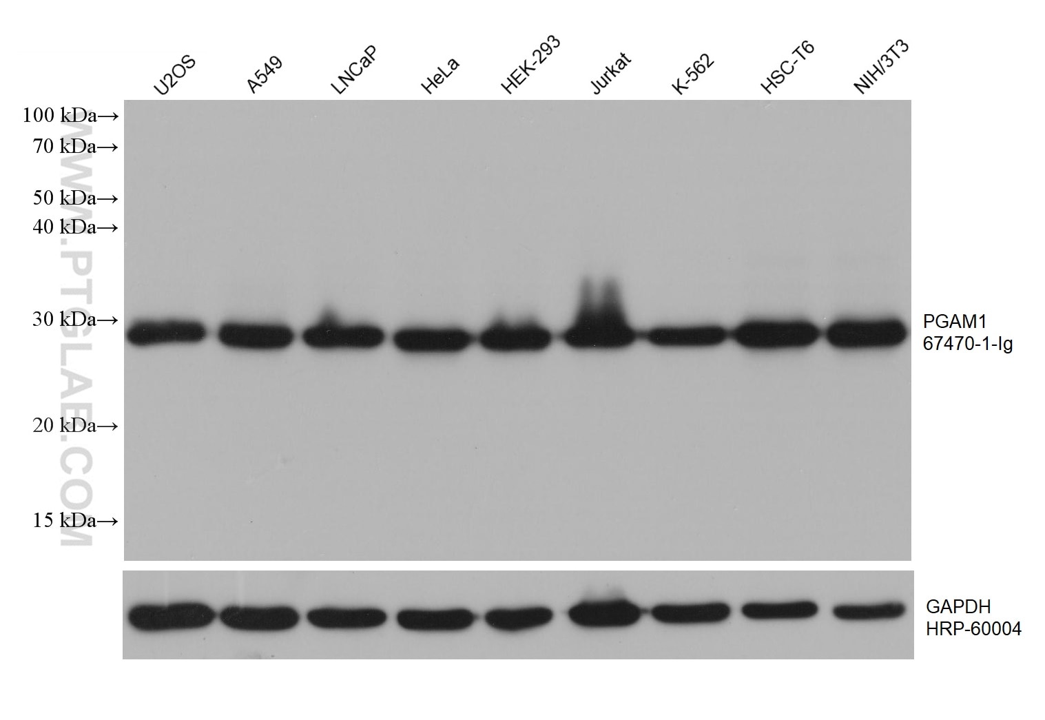 Western Blot (WB) analysis of various lysates using PGAM1 Monoclonal antibody (67470-1-Ig)