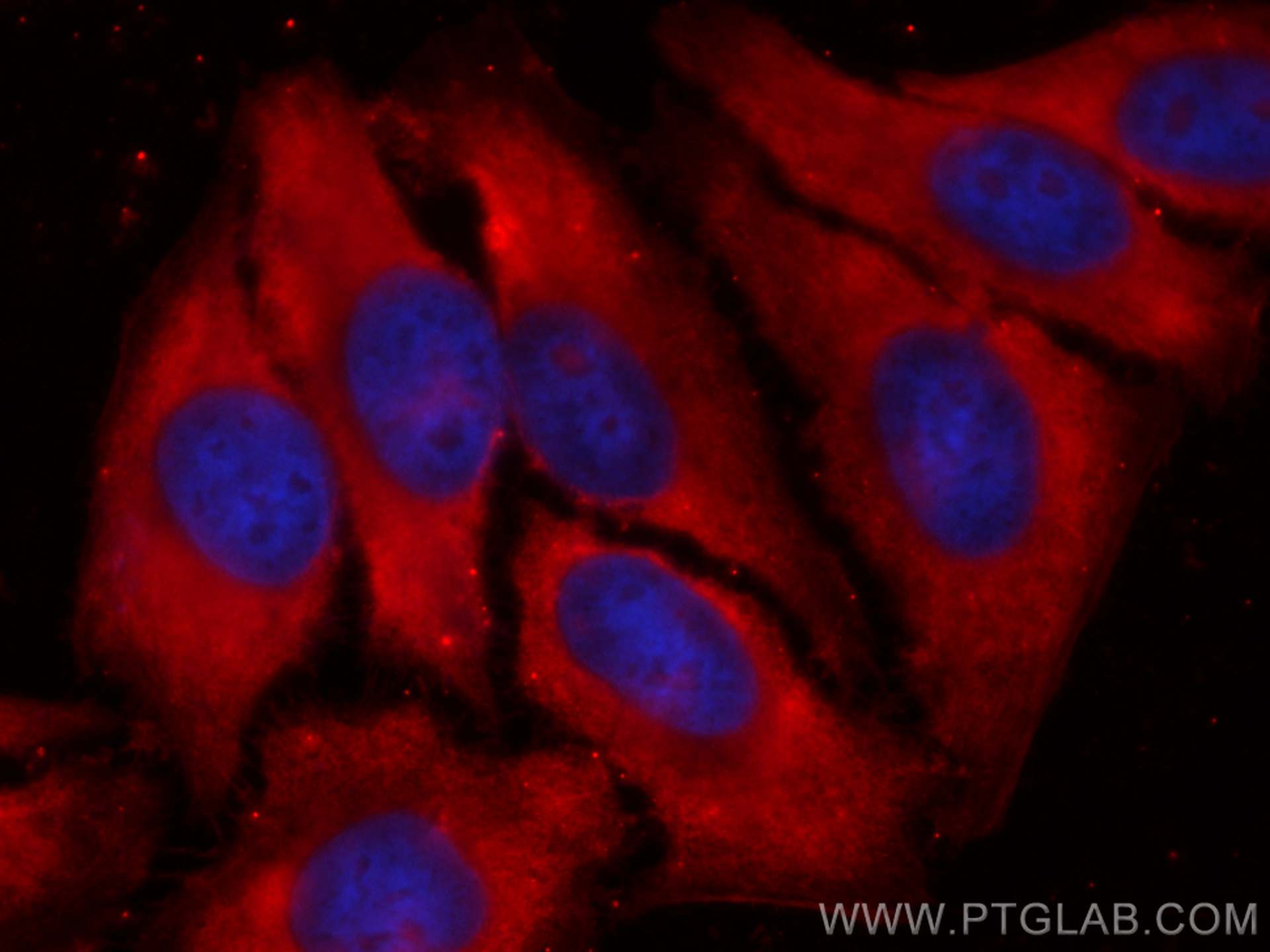 Immunofluorescence (IF) / fluorescent staining of HepG2 cells using CoraLite® Plus 594-conjugated PGAM1 Monoclonal ant (CL594-67470)