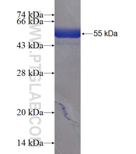 PGAM1 fusion protein Ag9110 SDS-PAGE