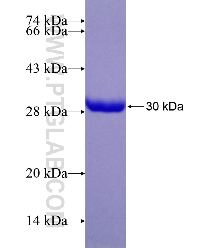 PGAM1 fusion protein Ag9250 SDS-PAGE