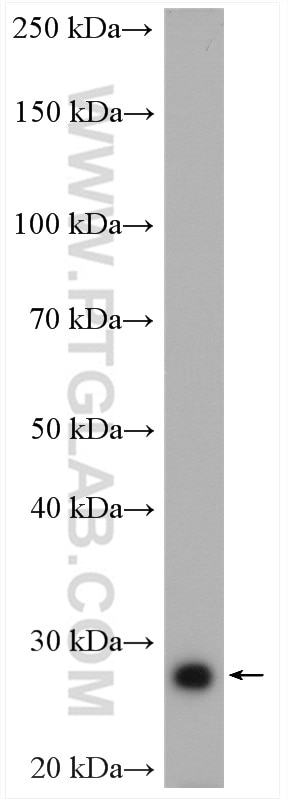 Western Blot (WB) analysis of mouse heart tissue using PGAM2 Polyclonal antibody (15550-1-AP)