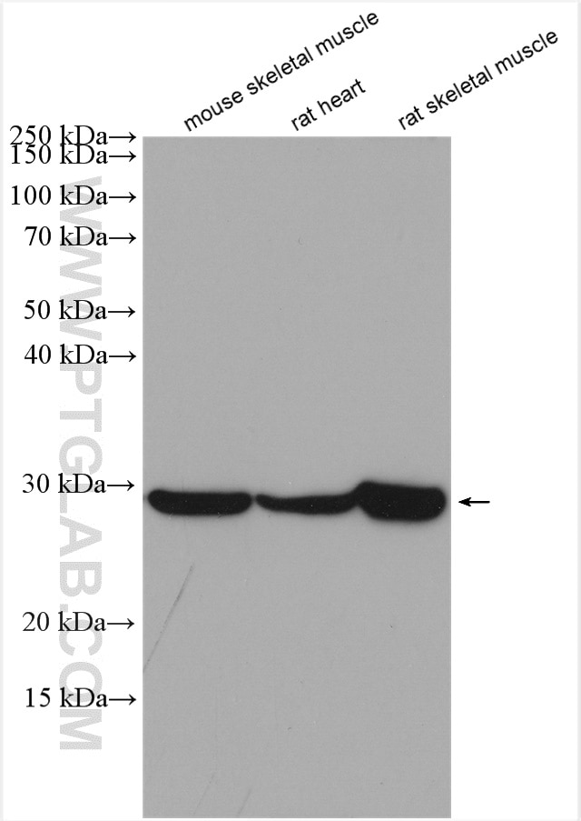Western Blot (WB) analysis of various lysates using PGAM2 Polyclonal antibody (15550-1-AP)