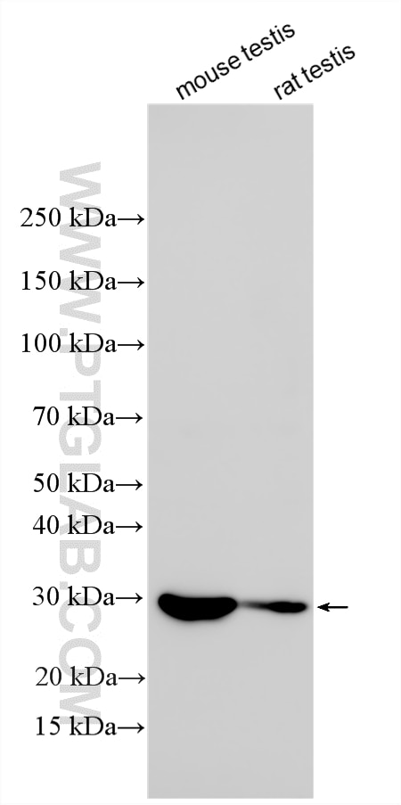 Western Blot (WB) analysis of various lysates using PGAM2-Specific Polyclonal antibody (25518-1-AP)