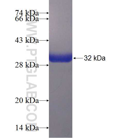 PGAM2 fusion protein Ag8126 SDS-PAGE