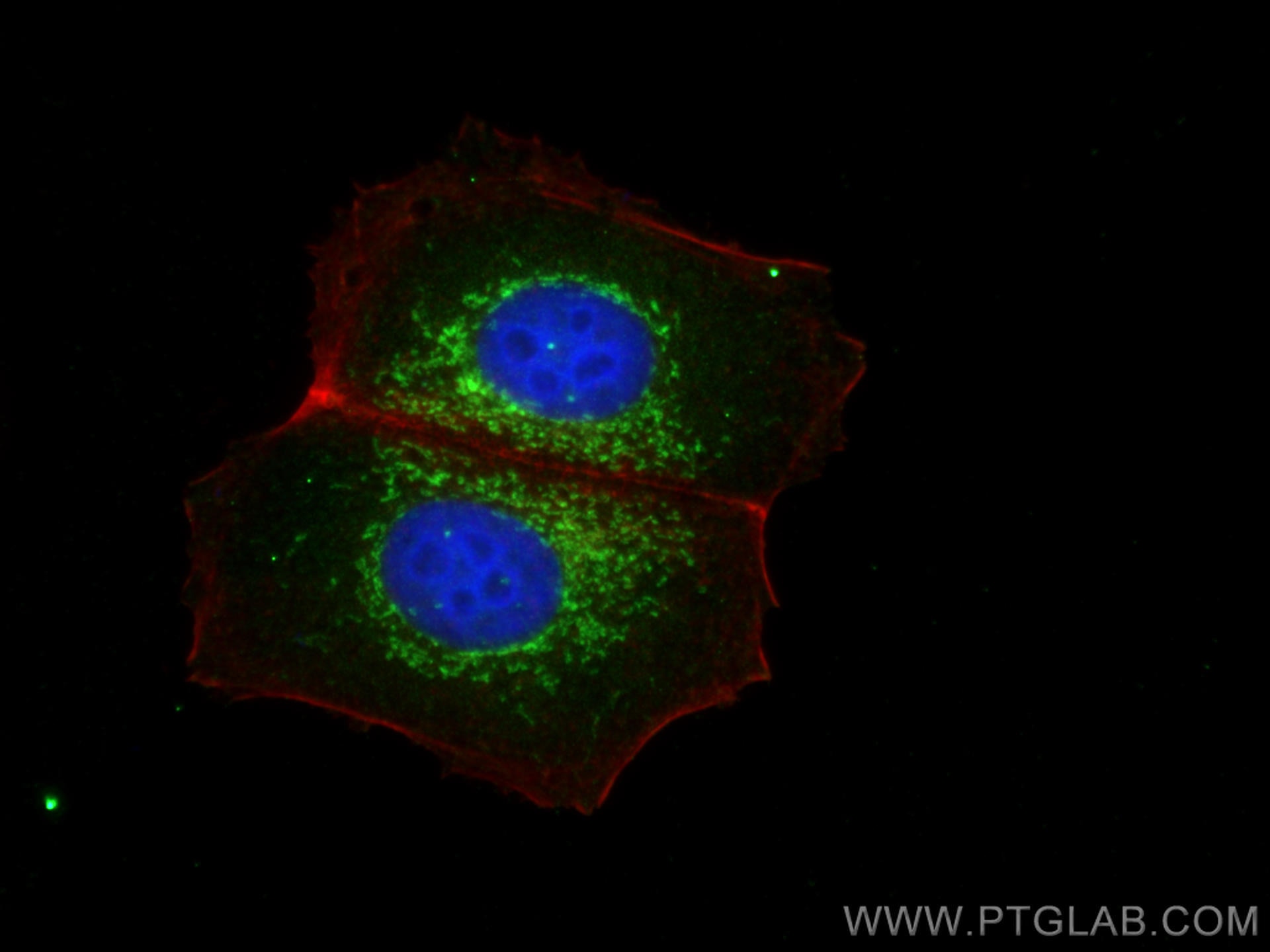 Immunofluorescence (IF) / fluorescent staining of MCF-7 cells using PGAM5 Polyclonal antibody (28445-1-AP)