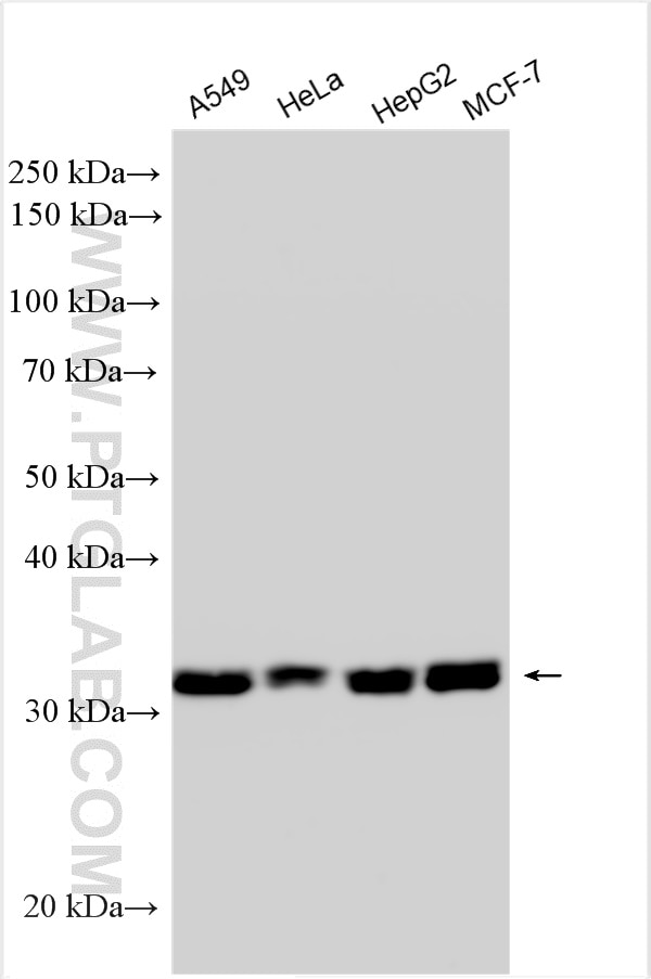 Western Blot (WB) analysis of various lysates using PGAM5 Polyclonal antibody (28445-1-AP)