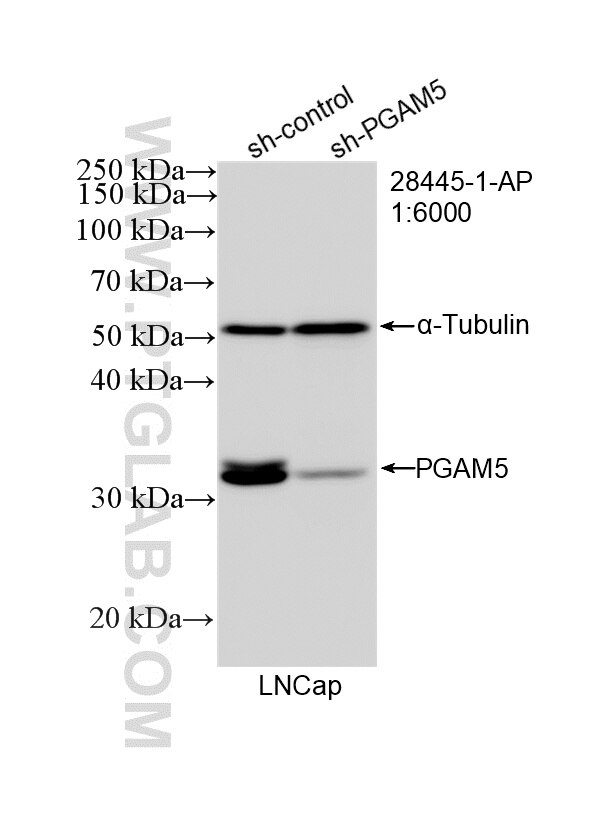 Western Blot (WB) analysis of LNCaP cells using PGAM5 Polyclonal antibody (28445-1-AP)