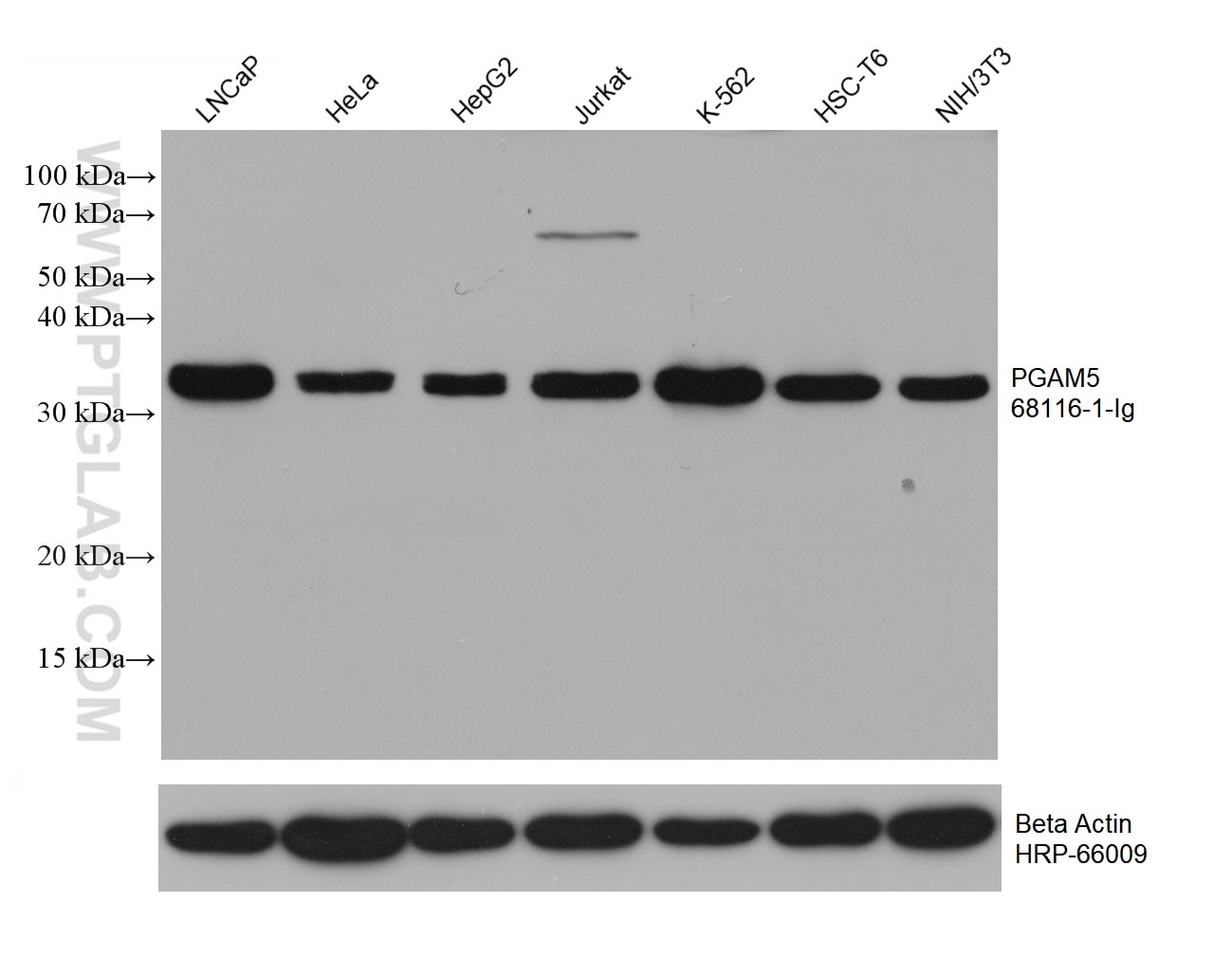 Western Blot (WB) analysis of various lysates using PGAM5 Monoclonal antibody (68116-1-Ig)