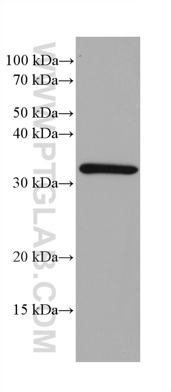 Western Blot (WB) analysis of rabbit brain tissue using PGAM5 Monoclonal antibody (68116-1-Ig)