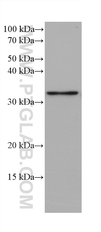 Western Blot (WB) analysis of pig brain tissue using PGAM5 Monoclonal antibody (68116-1-Ig)