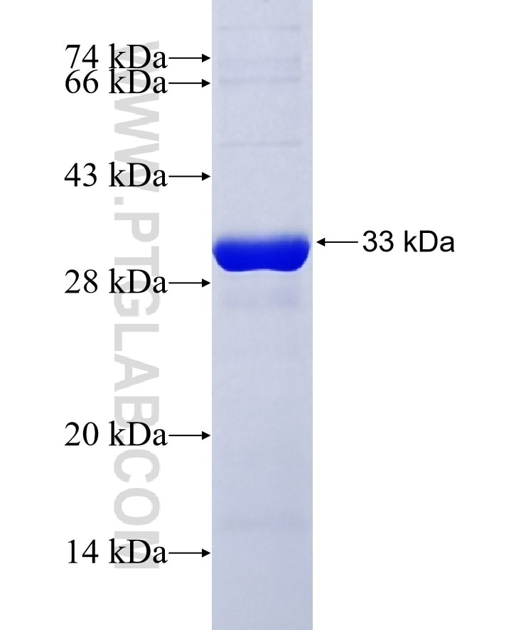 PGAM5 fusion protein Ag28195 SDS-PAGE