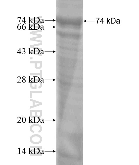 PGBD1 fusion protein Ag19837 SDS-PAGE