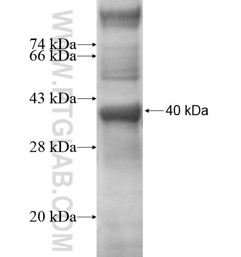PGBD3 fusion protein Ag11857 SDS-PAGE