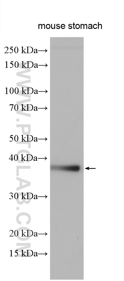 Western Blot (WB) analysis of various lysates using Pepsinogen II Polyclonal antibody (16881-1-AP)