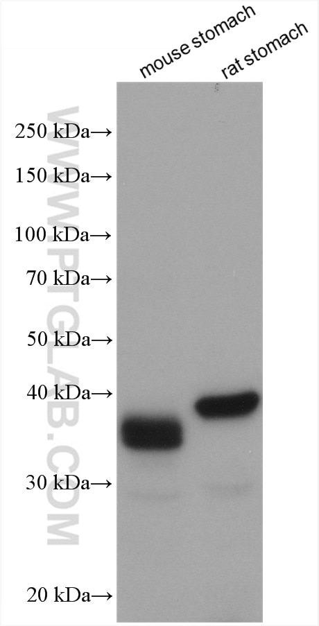Western Blot (WB) analysis of various lysates using PGC Polyclonal antibody (28532-1-AP)
