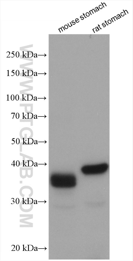 Western Blot (WB) analysis of various lysates using PGC Polyclonal antibody (28532-1-AP)