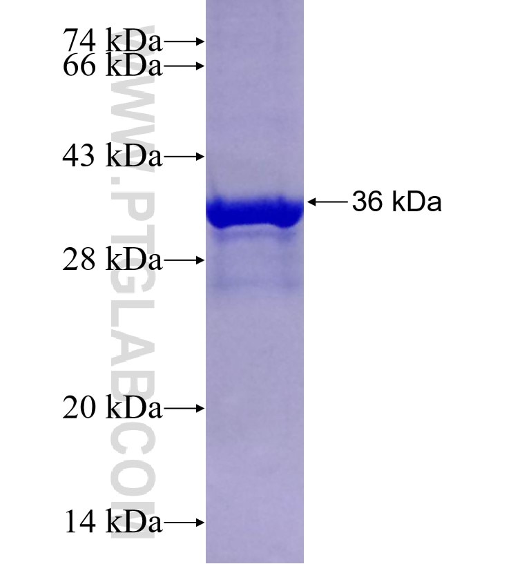 PGC fusion protein Ag29347 SDS-PAGE