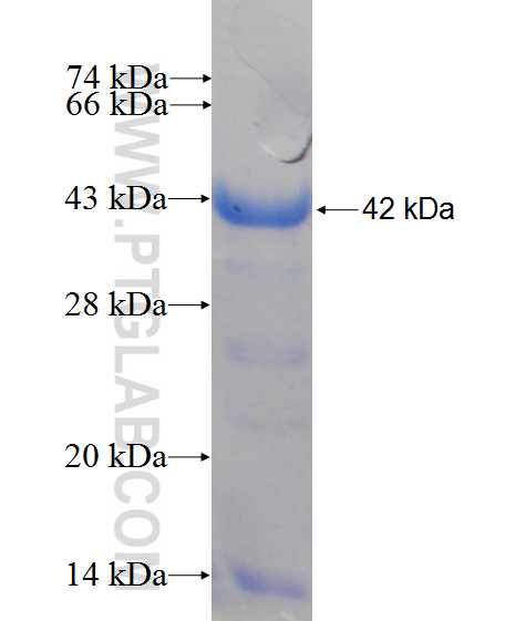 PGC fusion protein Ag10326 SDS-PAGE
