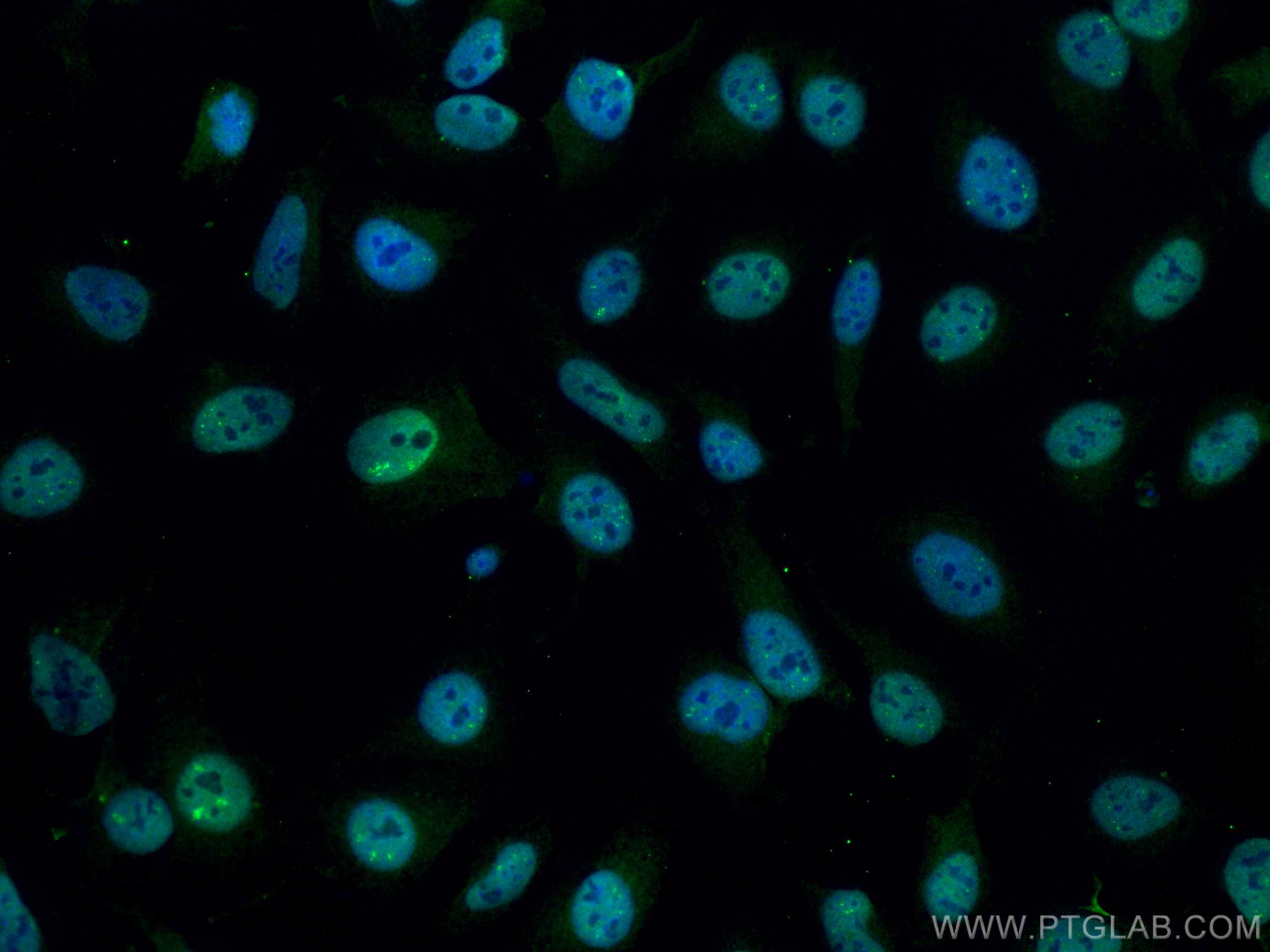 IF Staining of HeLa using CL488-66369