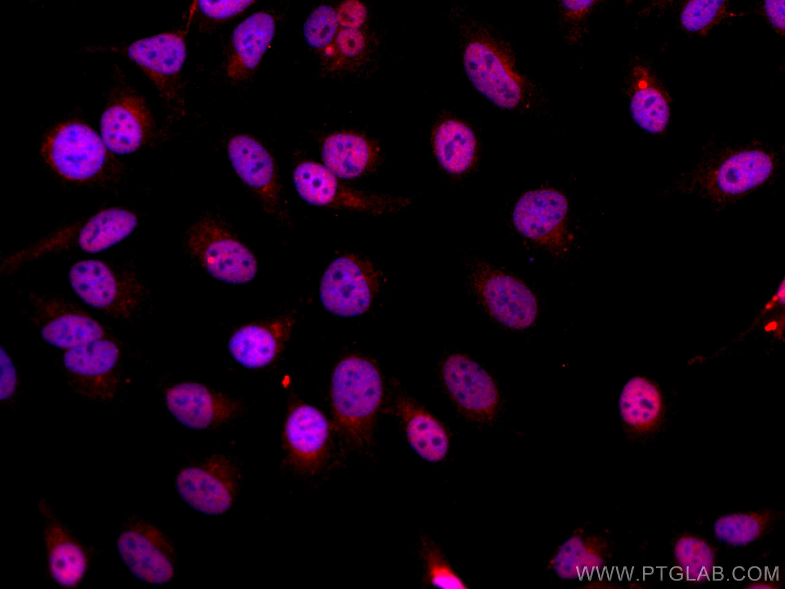 Immunofluorescence (IF) / fluorescent staining of HeLa cells using CoraLite®594-conjugated PGC1a Monoclonal antibody (CL594-66369)