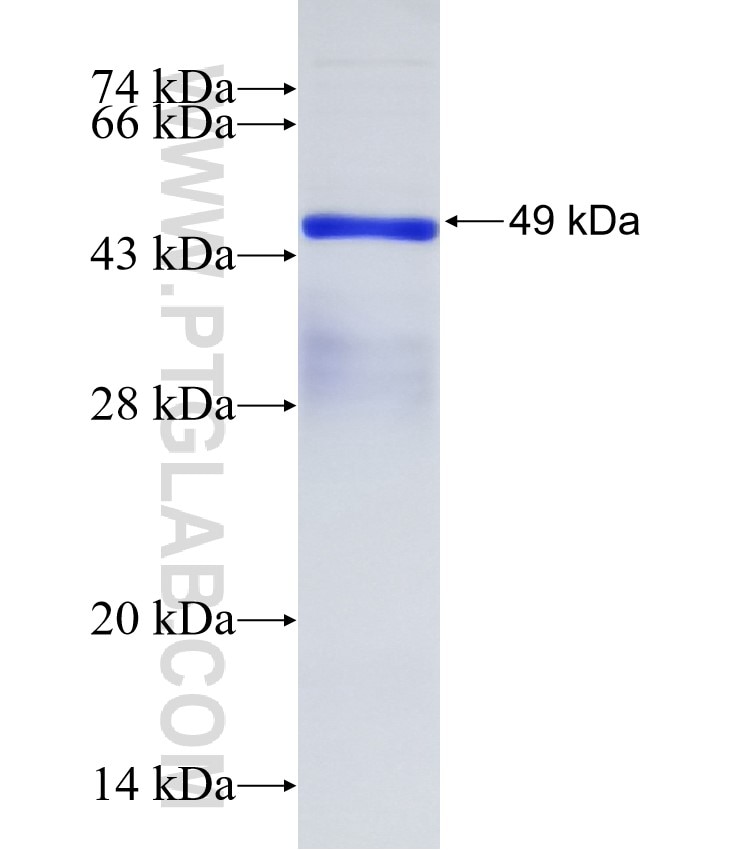 PGC1a fusion protein Ag31195 SDS-PAGE