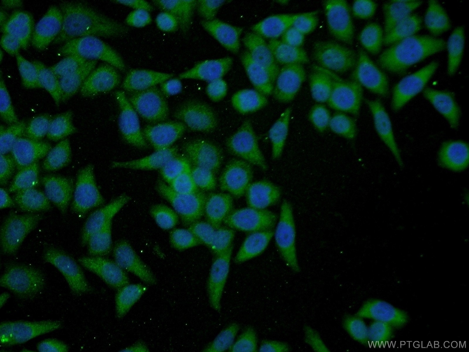 Immunofluorescence (IF) / fluorescent staining of L02 cells using PGCP Polyclonal antibody (16601-1-AP)
