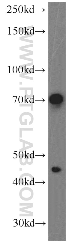 Western Blot (WB) analysis of L02 cells using PGCP Polyclonal antibody (16601-1-AP)