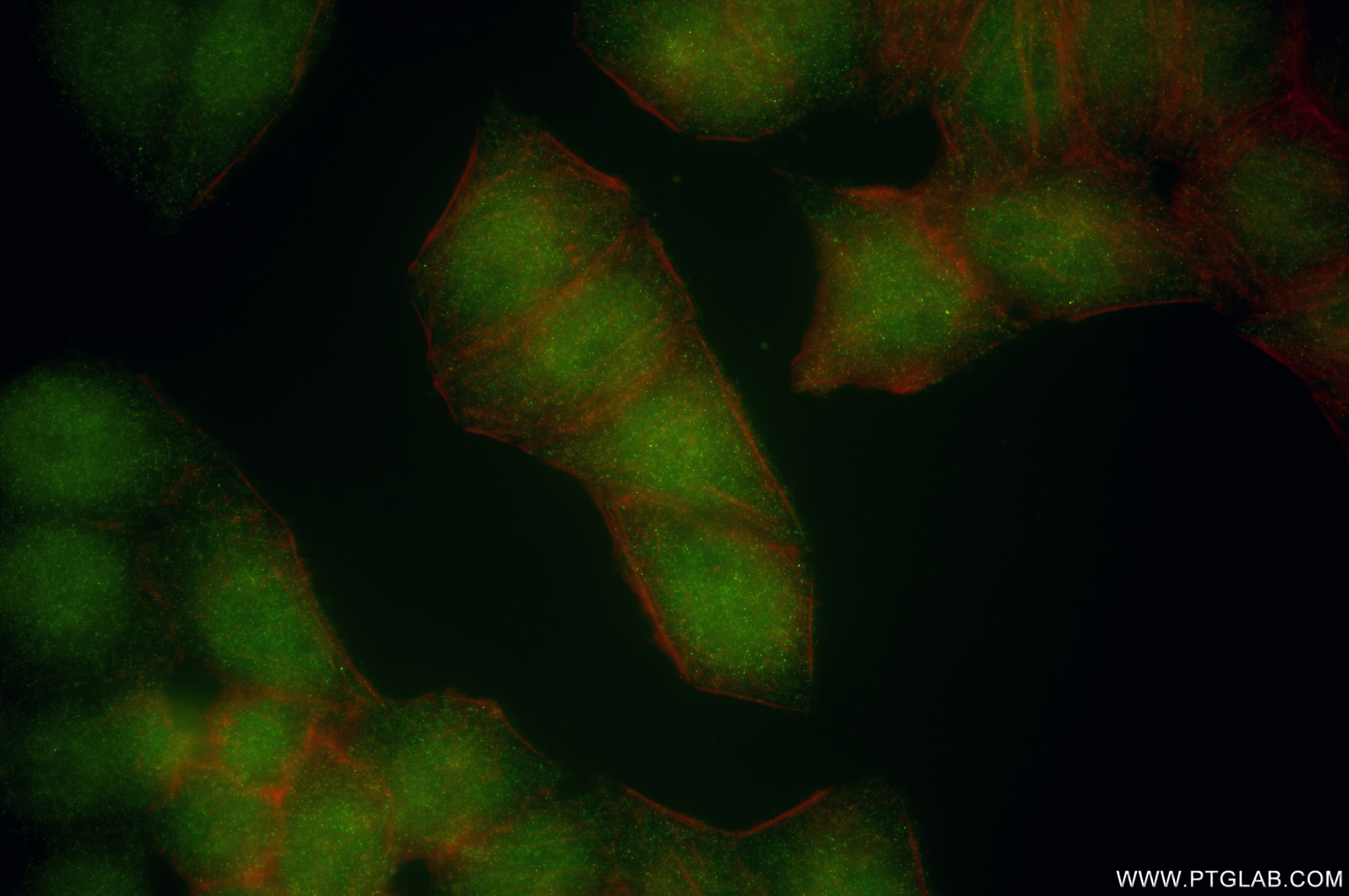 Immunofluorescent analysis of (4% PFA) fixed L02 cells using PGCP antibody (86405-1-RR, Clone: 251059H3 ) at dilution of 1:400 and CoraLite®488-Conjugated Goat Anti-Rabbit IgG(H+L) (SA00013-2), CL594-Phalloidin (red). Immunofluorescence (IF) / fluorescent staining of L02 cells using PGCP Recombinant antibody (86405-1-RR)