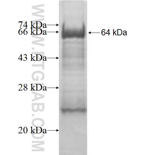 PGCP fusion protein Ag9770 SDS-PAGE