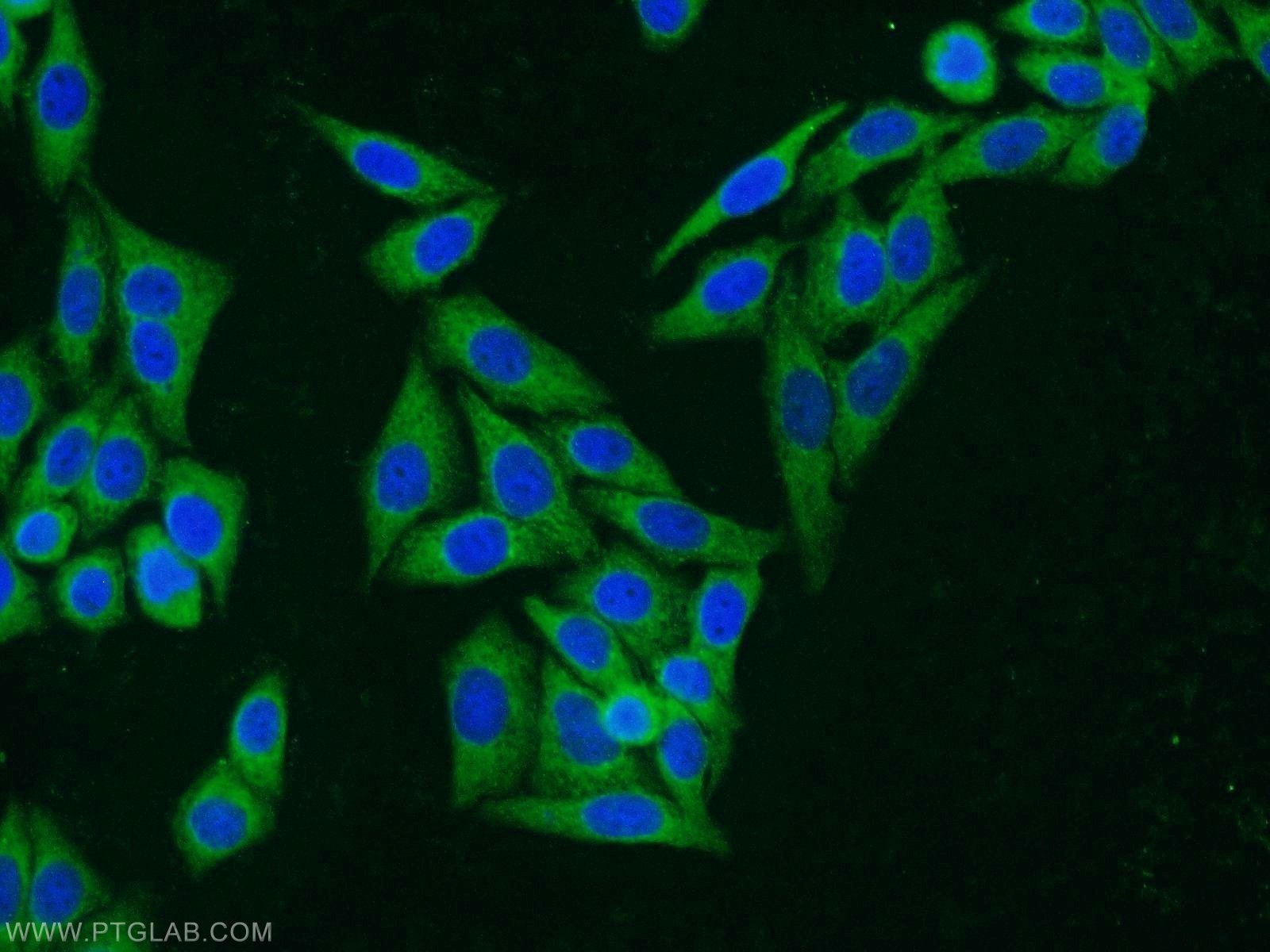 Immunofluorescence (IF) / fluorescent staining of HepG2 cells using PGD Polyclonal antibody (14718-1-AP)
