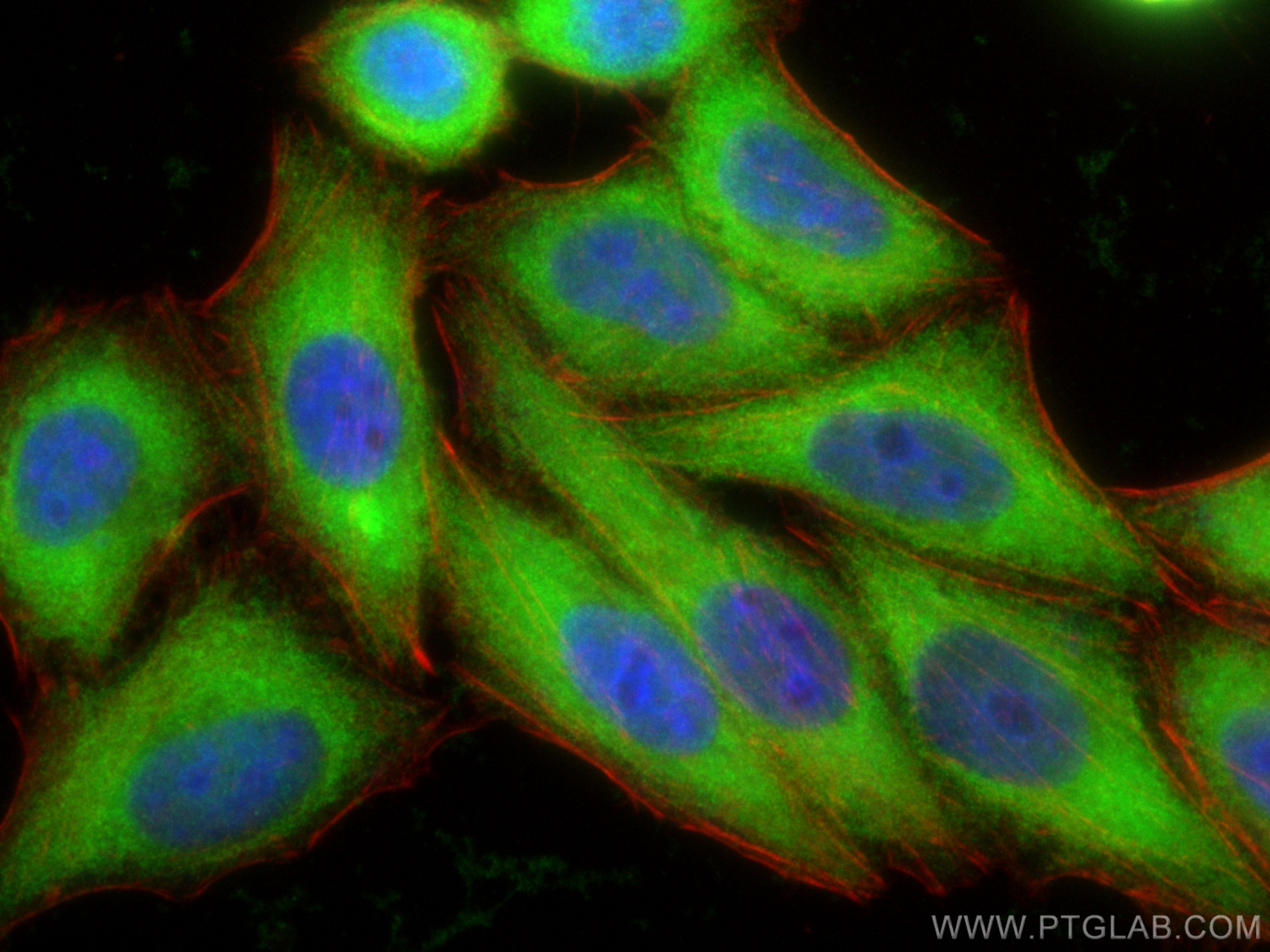 Immunofluorescence (IF) / fluorescent staining of HepG2 cells using PGD Polyclonal antibody (14718-1-AP)