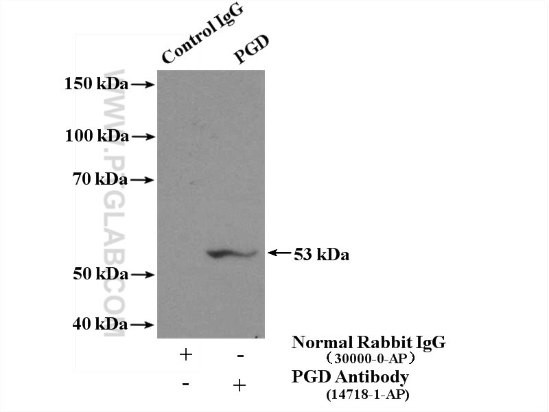 Immunoprecipitation (IP) experiment of HepG2 cells using PGD Polyclonal antibody (14718-1-AP)