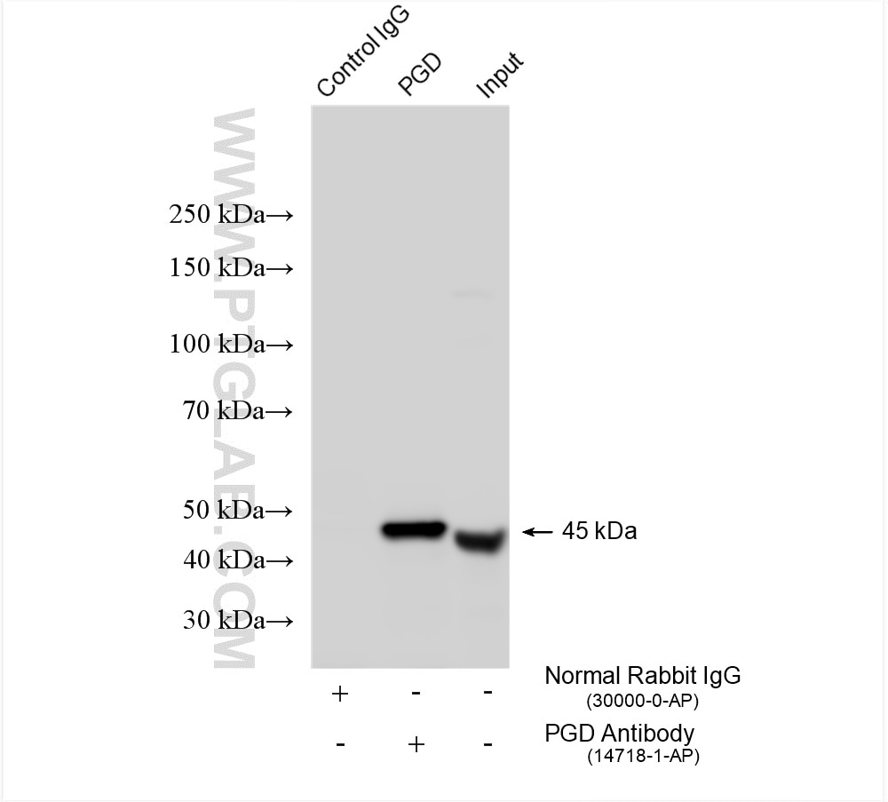 Immunoprecipitation (IP) experiment of HepG2 cells using PGD Polyclonal antibody (14718-1-AP)