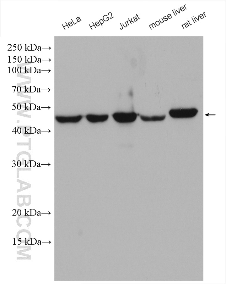Western Blot (WB) analysis of various lysates using PGD Polyclonal antibody (14718-1-AP)