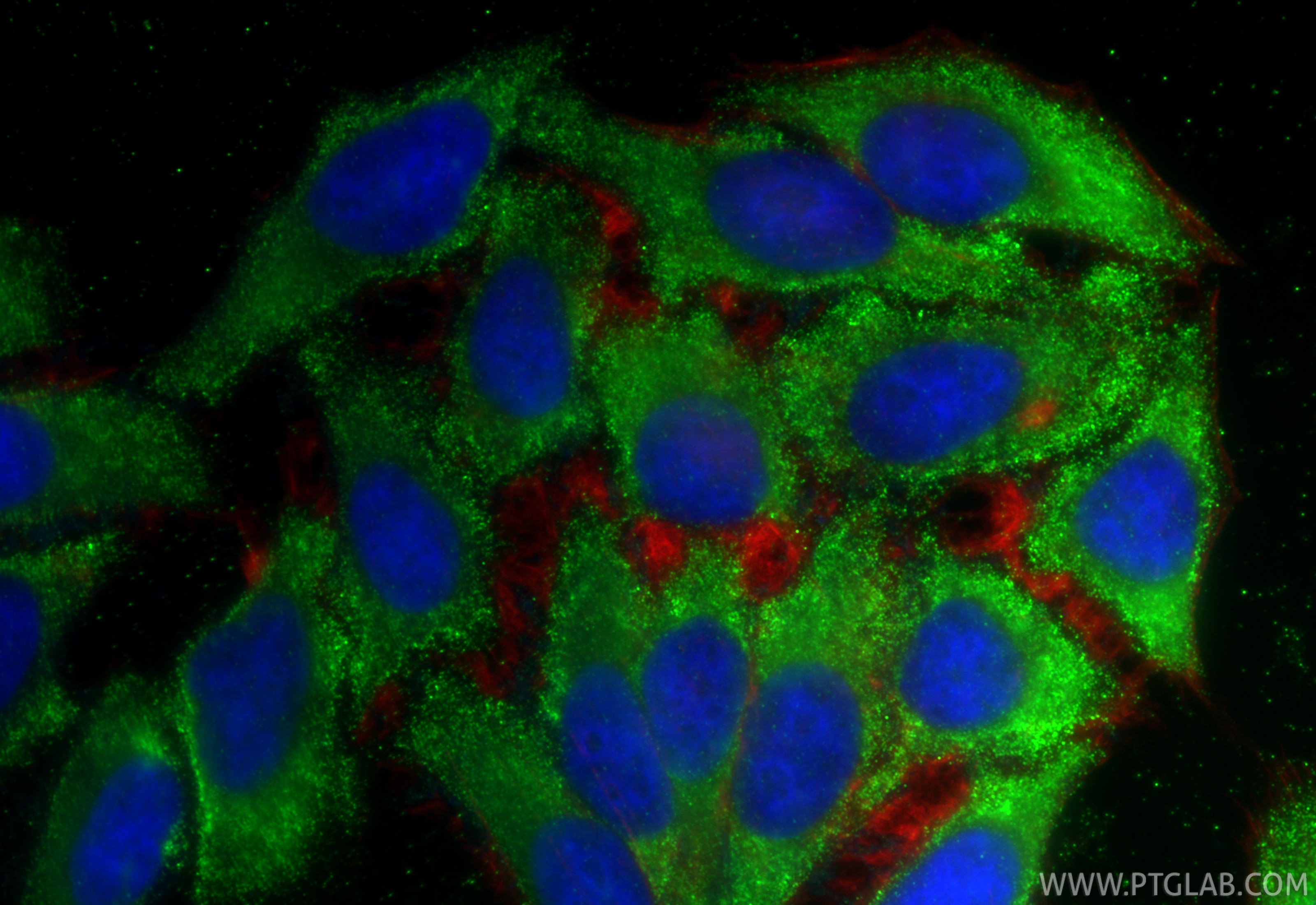 Immunofluorescence (IF) / fluorescent staining of HepG2 cells using PGD Monoclonal antibody (67916-1-Ig)