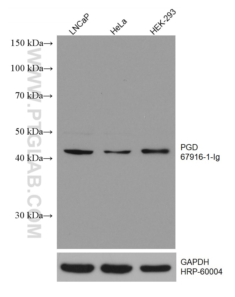 Western Blot (WB) analysis of various lysates using PGD Monoclonal antibody (67916-1-Ig)
