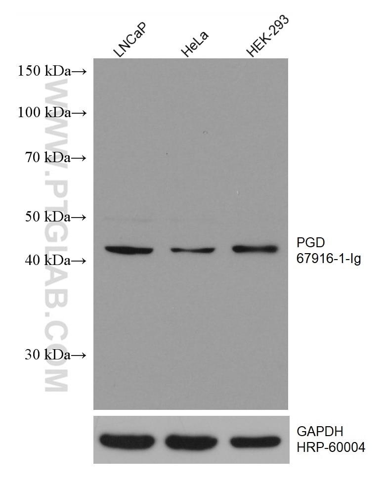 WB analysis using 67916-1-Ig