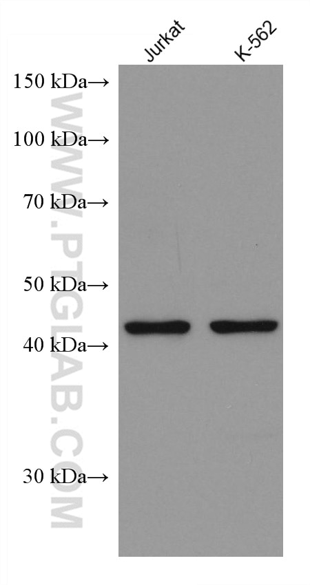Western Blot (WB) analysis of various lysates using PGD Monoclonal antibody (67916-1-Ig)