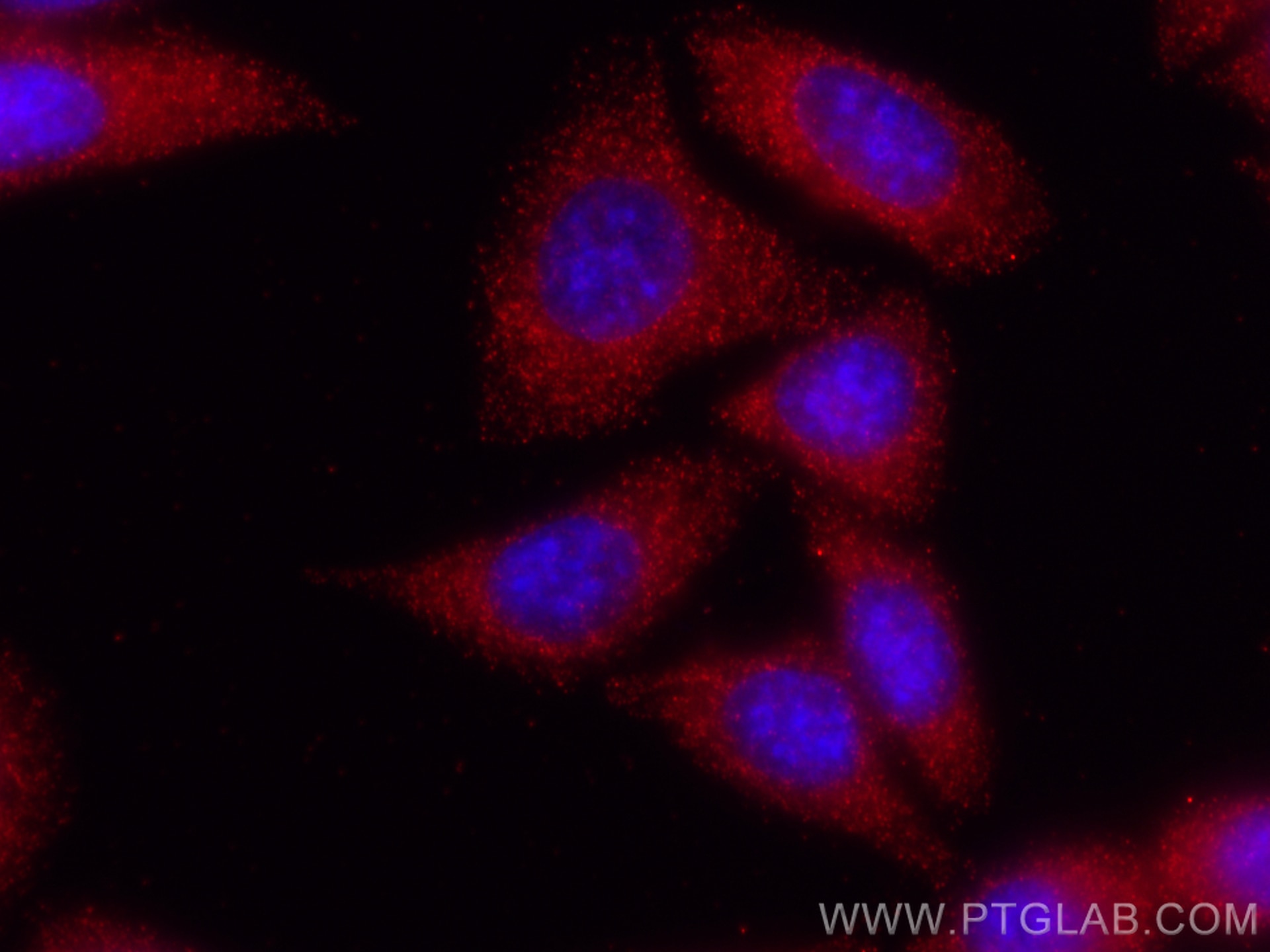 Immunofluorescence (IF) / fluorescent staining of HepG2 cells using CoraLite®594-conjugated PGD Monoclonal antibody (CL594-67916)