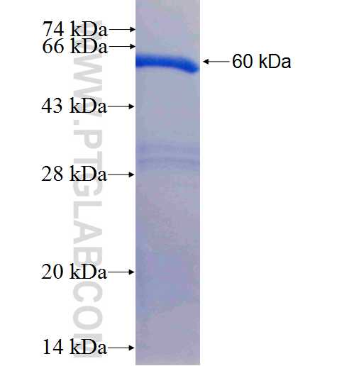 PGD fusion protein Ag6444 SDS-PAGE